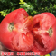 1000pcs/bag Bulk supply tomato seeds israel tomato seeds f1 hybrid red for sale