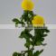 Low price new coming chrysanthemum with ginseng