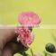 Reasonable Price Top Sell Carnation of Fresh Flower for Decoration