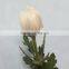 Various promotional price chrysanthemum cut