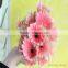 High Quality Fresh Cut Gerbera with Multicolor Color Types of Gerbera