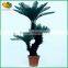 Factory Price Mini Artificial Cycas Revoluta More Heads Bonsai for Sale