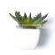 Artificial Potted Aloe Succulent Plant With Beautifully Variegated Leaves