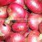 wholesale Fresh Onion Yellow Onion red fresh onion expor to dubai