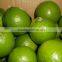 HIGH QUALITY FRESH GREEN LIME // FRESH SEEDLESS LIME