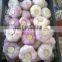 price special garlic ...best quality garlic...red white garlic