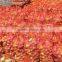 New Crop Normal White Onion Price