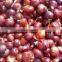 Bulk Red Onion from Egypt