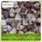 Frozen Shiitake