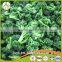 chinese fresh green broccoli flower with best quality