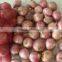 China New Crop Fresh Onion