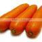 Chinese Fresh Carrot in Bottom Price