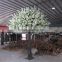 SJ1501037 artificial sakura flower trees/wedding big flower cherry tree