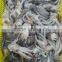 Frozen BQF New produced Tweed Bait squid Heads
