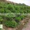 Ficus panda 3 steps nursery for landscaping