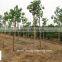 Ficus Religiosa for shipment