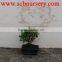 Carmona Bonsai Ball 15cm