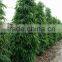 Ficus irregularis