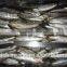 Frozen Sardine Supplier with size 10 - 12 pcs / kg
