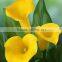 Cheap antique long stem calla lily