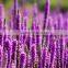 factory wholesale Lavender Essential Oil 100% Natural