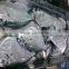 Frozen Whole Round Moon Fish, Frozen Fishes, Best Quality Frozen Fishes