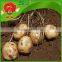 no pesticide residue yellow potato cheap potato on sale