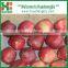 Chinese Red Sweet Tianshui Huaniu apple/apple market price