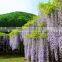 2016 Wisteria Tree Seeds Chinese Wisteria Seeds Vine Purple Flowers Bonsai Seeds For Cultivation