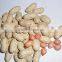 Chinese Peanut In Shell 2016 Crop High Quality