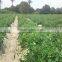 Marina F1 (PELLETED) Hybrid Tomato Seeds
