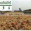 Abalone feed, natural high protein feed additive sea shell meat powder