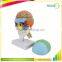 Vivid Human Body Anatomy Bone Plastic Skull Model