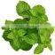 SPEARMINT Oil