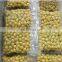 Chinese Sinocharm Frozen Fruits  Ginkgo Nut IQF Yellow Ginkgo Nut