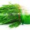 Superiot Quality WheatGrass Powder Producers