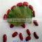 Dark red light speckled kidney beans