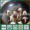 Wholesale Bulk Frozen China Shiitake Mushroom Spawn Log Bag Growing Kit