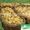 2013 Green organic fresh potatoe