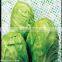 Fresh Chinese Cabbage