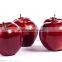 new crop fresh red huaniu apple beautiful red apples on sale