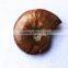 wholesale Natural Rainbow Ammonite Fossils