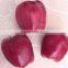 Supply 2015 New Crop Fresh Huaniu Apple With Best Price