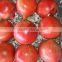 Fresh Pomegranate Fruit Supplier in India / Malaysia / Singapore / Dubai / Maldives / Sri Lanka