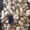 Fresh Holland potato to export