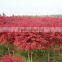 Acer rubrum /Chinese Maple /Acerpalmatum/Japanese Maple tree seeds for planting