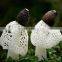 Fresh bamboo fungus