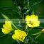 Evening Primrose Oil for Cosmetics