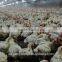 Poultry equipment/Broiler farm/Chicken pen