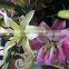 Wholesale Sweet smell fresh cut lily flower sale on .com